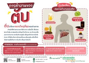 09 การทำงานของตับ 1