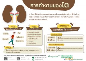 10 การทำงานของไต 1