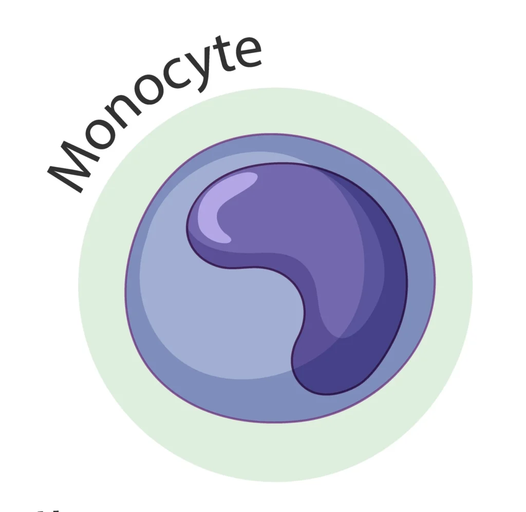 monocyte